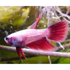 KampFisk Han  Mixede farver